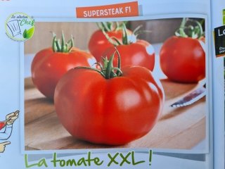 Tomate Supersteak Godet de 8cm